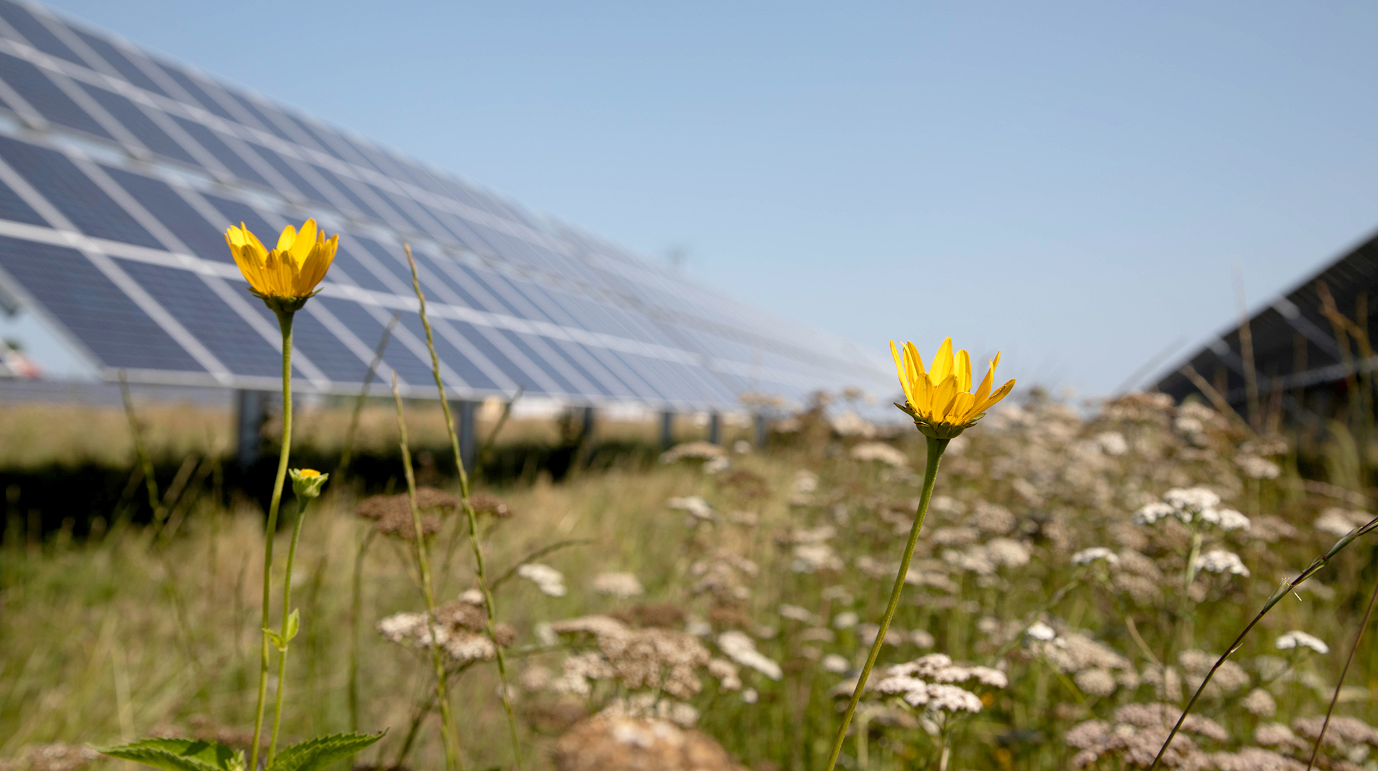Solar array among wildflowers.