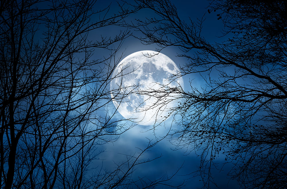 Spooky Halloween moon behind tree limbs.