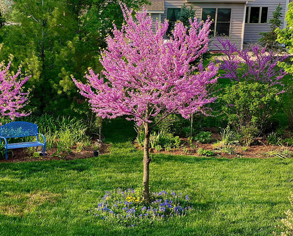 Eastern redbud in bloom.