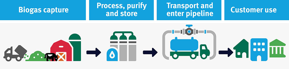 Graphic showing the process for how renewable natural gas works.