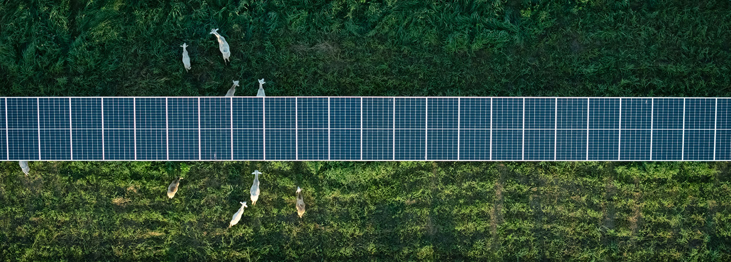 Bird's-eye view of a solar array at Tyto Solar in Fitchburg where sheep graze to help sustainably manage vegetation.