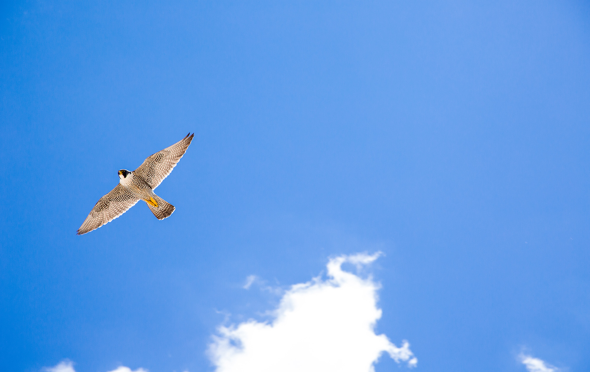 Falcon flying against blue sky.