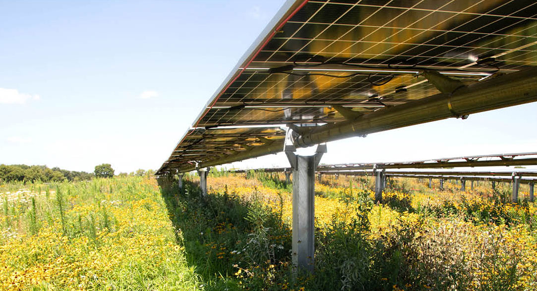 Wildflowers under a solar panel array.