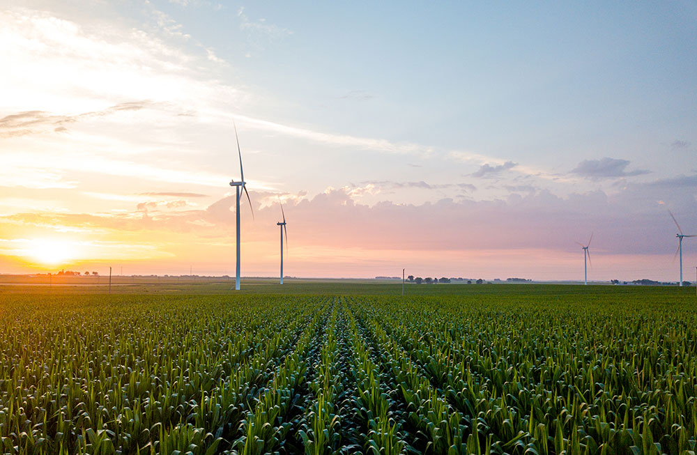 Corn field with wind turbines in the background at sunrise.