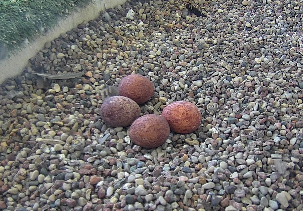 Four falcon eggs in MGE nesting box.