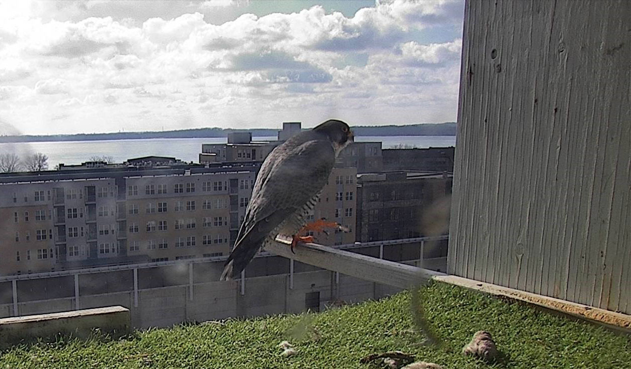 Melvin on the perch at the MGE nesting box in downtown Madison, Wis.