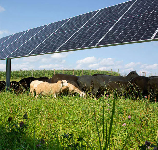 Sheep grazing under a solar array at Tyto Solar in Fitchburg, Wis.