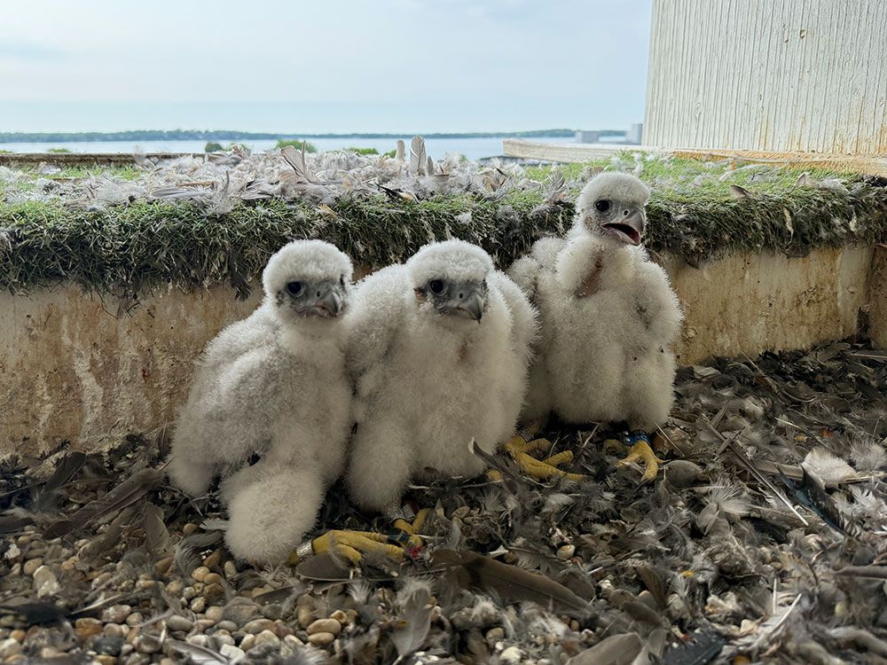 The three 2025 falcon chicks in the nesting box after banding