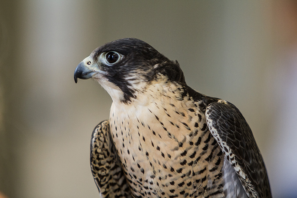 Adult peregrine falcon.