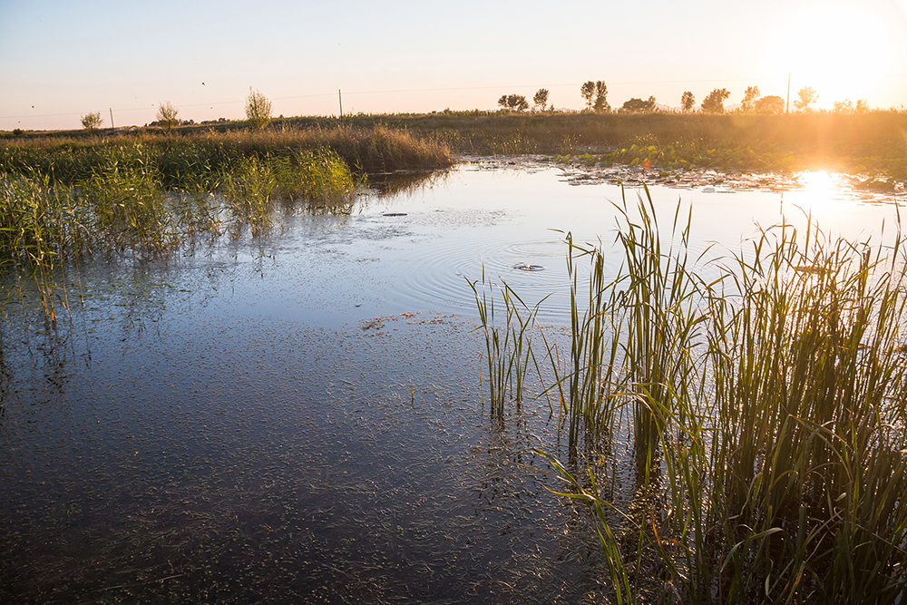 Wetland.