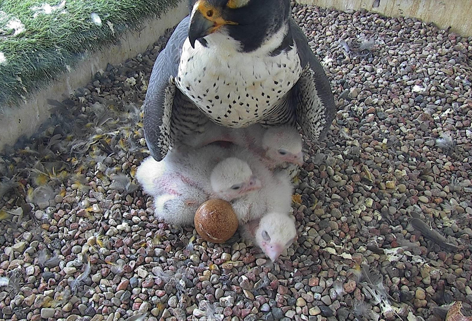 Three newly hatched falcon chicks in MGE nesting box.