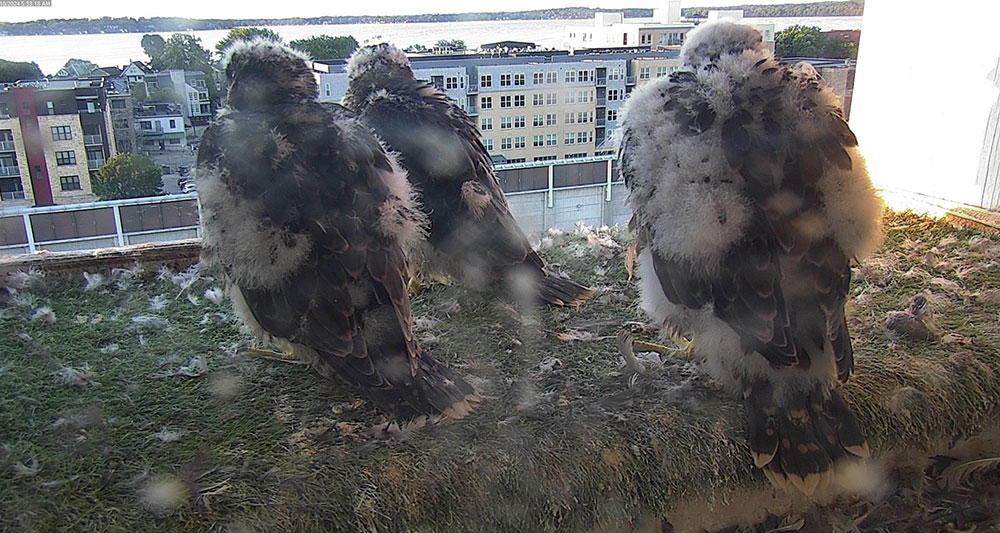 Three falcon chicks in MGE nesting box.