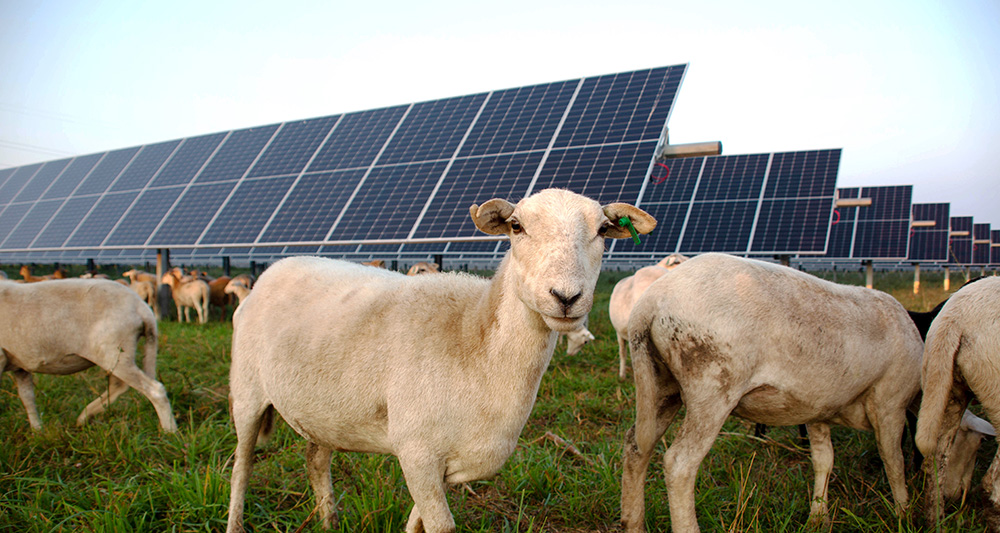 Sheep grazing at Tyto Solar in Fitchburg, Wis.