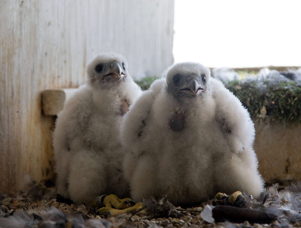 Falcon chicks in the MGE nesting box.
