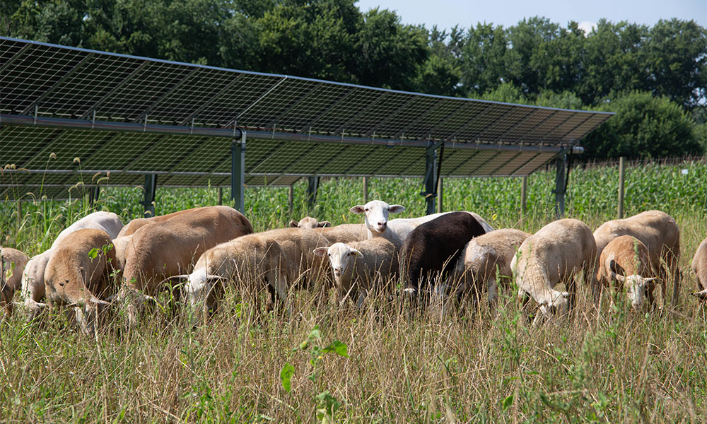 Solar panels in a field while sheep graze.