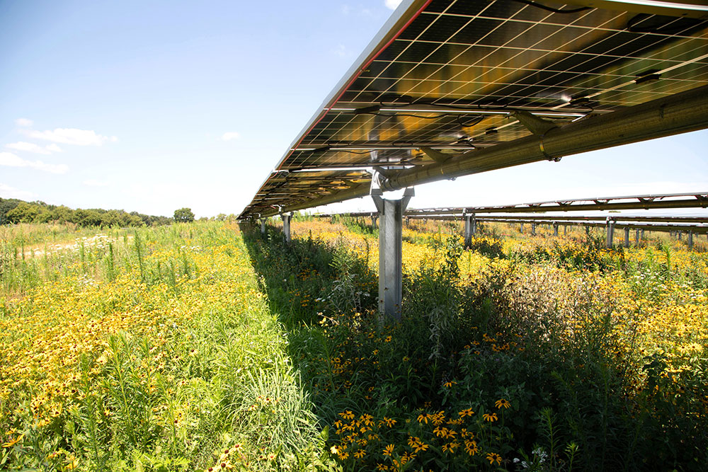 Wildflowers under a solar array.