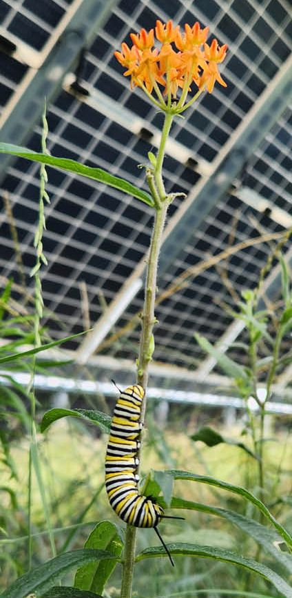 Monarch butterfly caterpillar on a wildflower in a solar energy field.