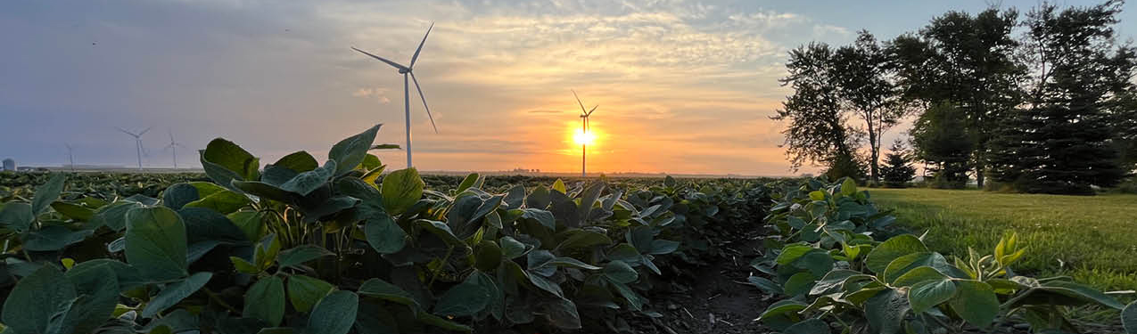 SAratoga wind farm at sunset