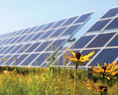 Wildflowers near a solar energy array.